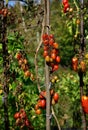 Tomato disease - late blight. Royalty Free Stock Photo
