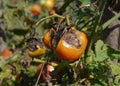 Tomato disease and treatment. A dying tomato plant with red tomatoes infected with a late blight tomato disease