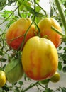 Tomato disease yellow disorder close up