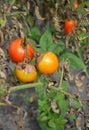 Tomato downy mildew disease. A close-up of a tomato plant with rotten tomatoes and dry leaves infected by downy mildew disease Royalty Free Stock Photo