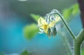 Organic Tomato or Solanum lycopersicum flower Royalty Free Stock Photo