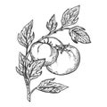 Tomato engraving vector illustration