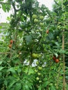 Tomato farm Royalty Free Stock Photo