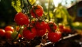 Tomato farm with red ripe tomatoes sunlit. A close up of a bunch of tomatoes on a vine Royalty Free Stock Photo