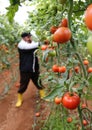 Tomato Farmer