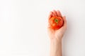 Tomato in a female hand is isolated on a white background, for design, horizontal photo Royalty Free Stock Photo