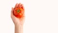 Tomato in a female hand is isolated on a white background, for design, horizontal photo Royalty Free Stock Photo