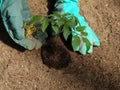 Tomato fertilizer