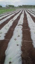 Tomato field