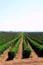 Tomato fields in California