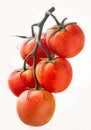 Tomato Royalty Free Stock Photo