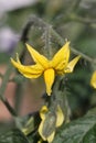 Tomato flower Royalty Free Stock Photo