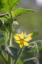 Tomato flower