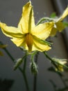 Tomato flower close-up, yellow flowers Royalty Free Stock Photo