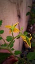 Tomato flower cluster