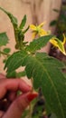 Tomato flower cluster