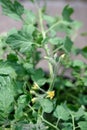 Tomato Flower Vegetable Garden Closeup Royalty Free Stock Photo