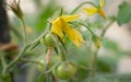 Tomato flowers and baby tomatoes in the plant Royalty Free Stock Photo