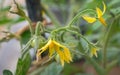 Tomato flowers and baby tomatoes in the plant Royalty Free Stock Photo