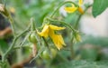 Tomato flowers and baby tomatoes in the plant Royalty Free Stock Photo