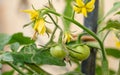 Tomato flowers and baby tomatoes in the plant Royalty Free Stock Photo