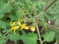 Tomato flowers lovely shot