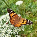 Beutiful butterfly in the carot flower