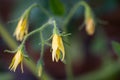 Tomato flowers on the stem. Royalty Free Stock Photo