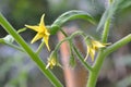 Tomato flowers on the stem Royalty Free Stock Photo