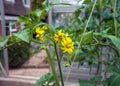 Tomato flowers on the stem in greenhouse Royalty Free Stock Photo