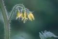Tomato flowers on the stem Royalty Free Stock Photo