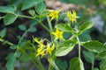 Tomato flowers on the stem in the greenhouse. Royalty Free Stock Photo