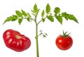 Tomato foliage on Bush. Ripe red tomato and green leaf on branch isolated on white background Royalty Free Stock Photo