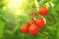 Tomato. Fresh and ripe organic Cherry tomatoes growing in a garden. Tomato hanging on a branch Royalty Free Stock Photo