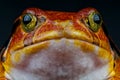 Tomato frog Royalty Free Stock Photo