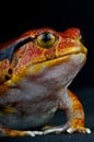 Tomato frog Royalty Free Stock Photo