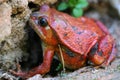 Tomato frog