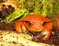 Tomato frog (Dyscophus Antongilii) Royalty Free Stock Photo