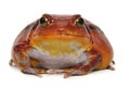 Tomato frog (Dyscophus Antongilii) Royalty Free Stock Photo