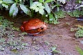 Tomato frog, dyscophus antongilii, madagascar Royalty Free Stock Photo