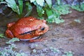 Tomato frog, dyscophus antongilii, madagascar Royalty Free Stock Photo