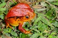 Tomato frog, dyscophus antongilii, marozevo Royalty Free Stock Photo