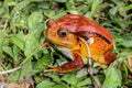 Tomato frog, dyscophus antongilii, marozevo Royalty Free Stock Photo