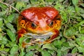 Tomato frog, dyscophus antongilii, marozevo Royalty Free Stock Photo