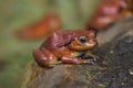 Tomato frog Dyscophus guineti Royalty Free Stock Photo