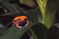 Cute Tomato Frog, Dyscophus guineti, from Madagascar Royalty Free Stock Photo