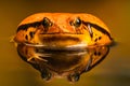 Tomato frog Dyscophus with reflection in the water Royalty Free Stock Photo