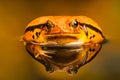 Tomato frog Dyscophus with reflection in the water Royalty Free Stock Photo