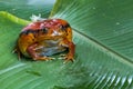 Tomato Frog Royalty Free Stock Photo