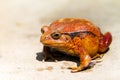 Tomato frog